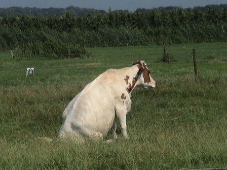 Ik ben zo Mooooooo....