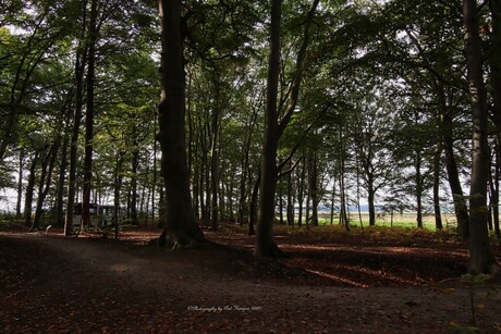 Bus in de natuur