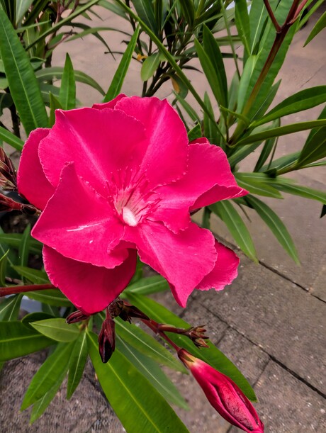 Oleander staat eindelijk in bloei