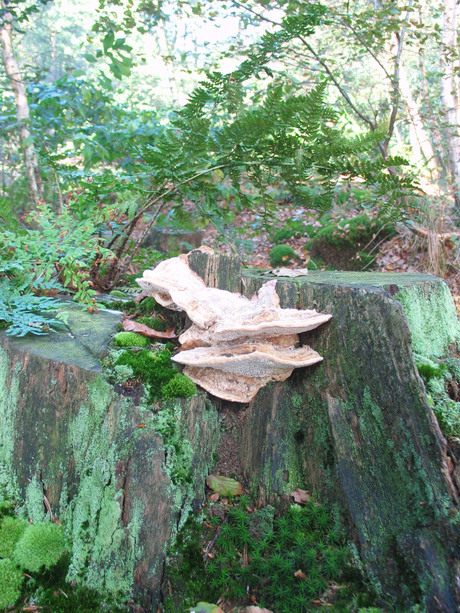 Paddestoelen tussen het groen