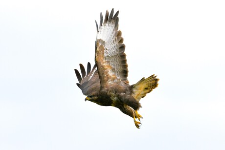 Buizerd