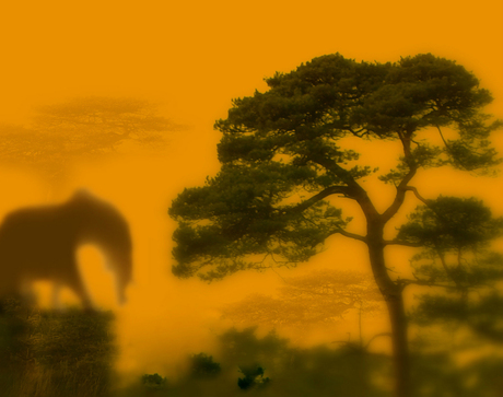 Elephant in the mist