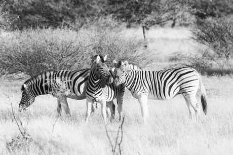Zebra's in Etosha National Park