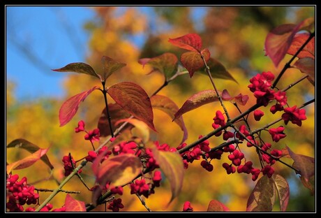 Felle herfstkleuren