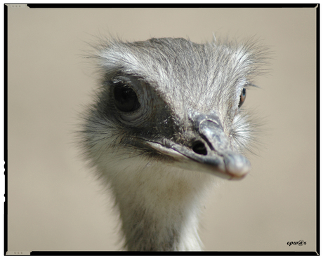 Struisvogel in Burgers Zoo