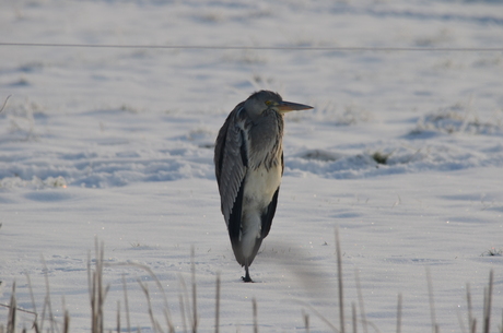 reiger