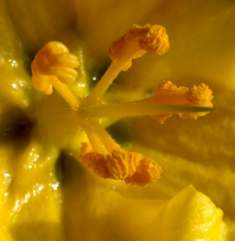 Fremontodendron