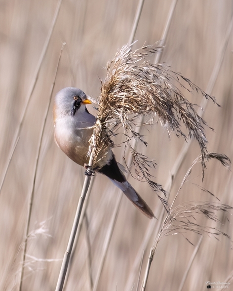 Wiebelend op het riet, maar stil voor mijn lens 😉