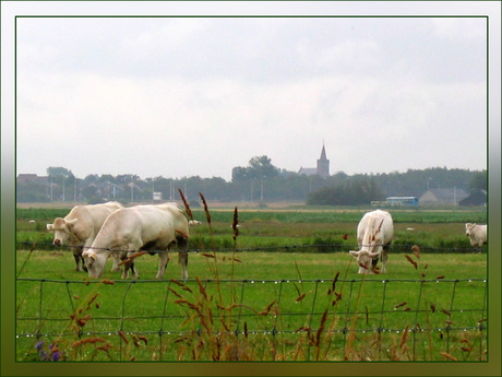 Regenachtige ochtend op Texel