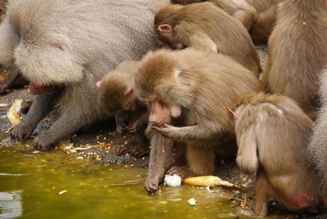 Dierentuin Emmen