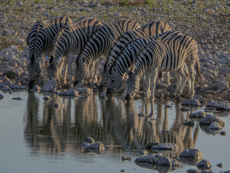 etosha - namibie