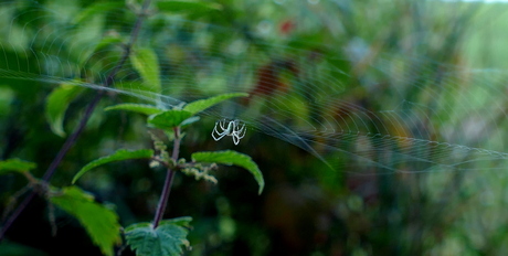 Doorzichtig spinnetje, hangend