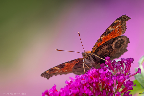 Dagpauwoog van onderen