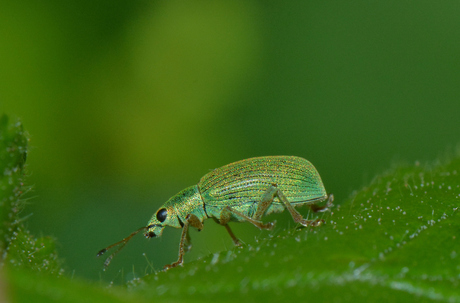 Groene Bladsnuitkever