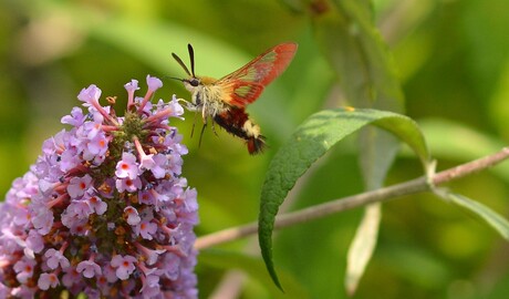 Heerlijk snoepen van de nectar