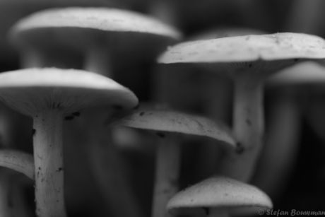 Mysterieuze paddestoelen