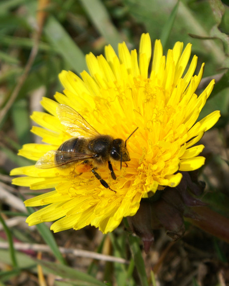 De bekende bloem en bijtje