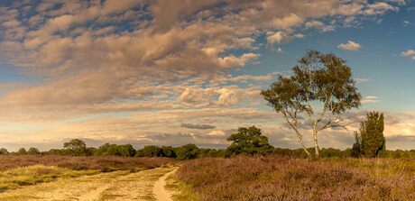 Bloeiende heide