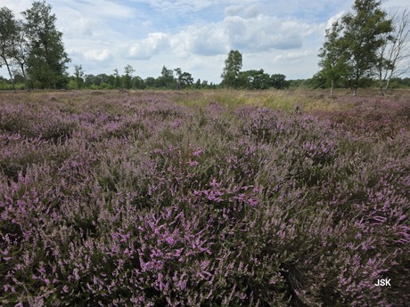 Code paars Balloërveld