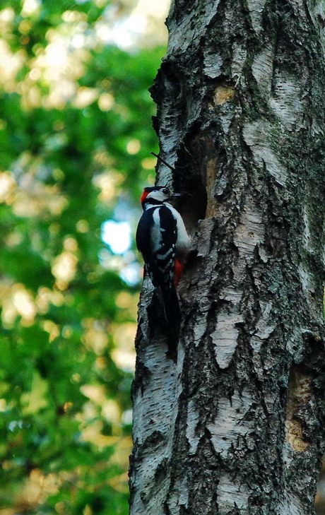 Grote bont specht bij nest