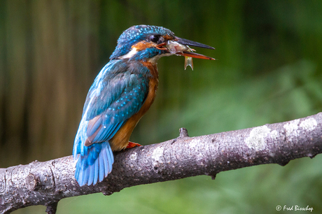 IJsvogel met visje