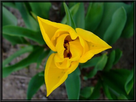 yellow flower