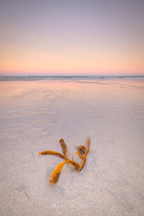 A String of Seaweed!