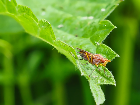 Bruine slakkendodende vlieg