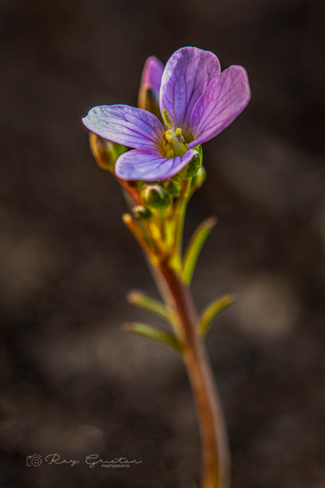 Purple Flower