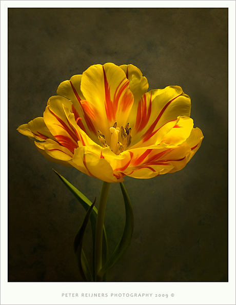 Tulp