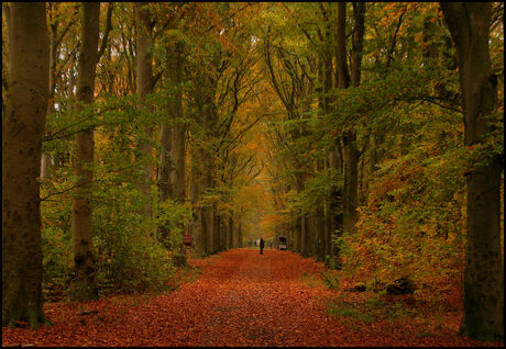 Herfst in Slochter Bos