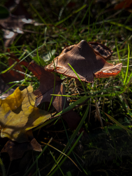 Kaneelkleurig gordijnzwammetje