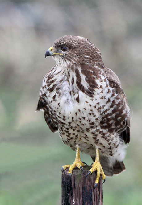 De buizerd