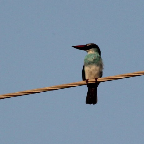 Kingfisher Gambia