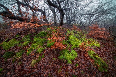 Mos in het bos
