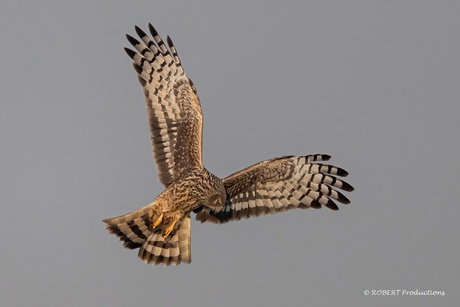 Blauwe kiekendief (vrouw)