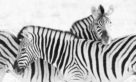 Jonge Zebra's
