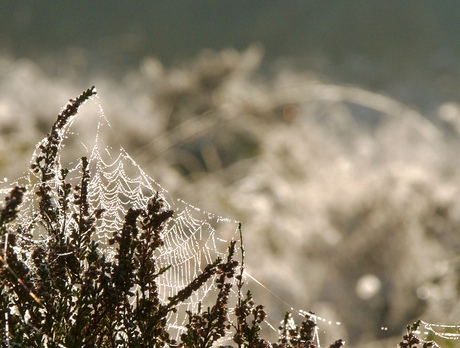 Herfst Veluwe