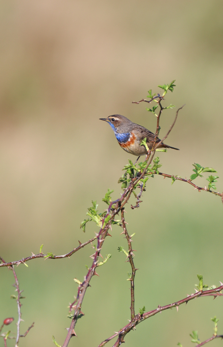 Blauwborst