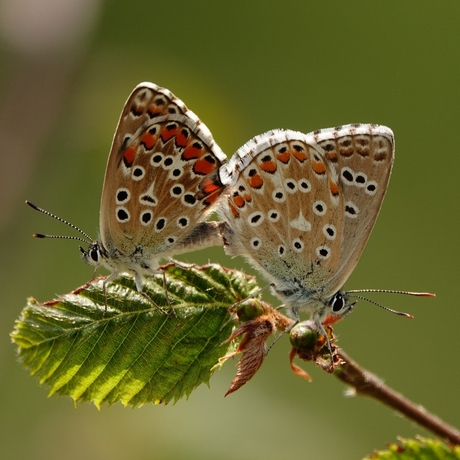 Parende Icarusblauwtjes