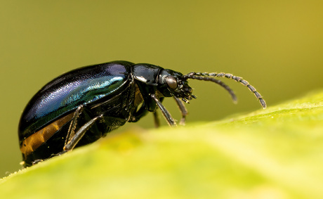 Bleu mint leaf beetle