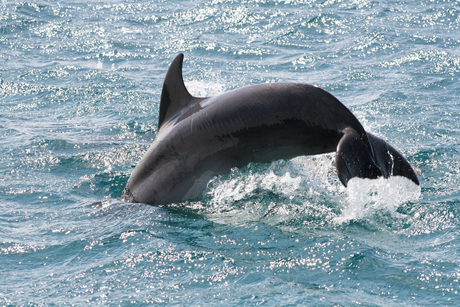 Dolphin @ Eilat