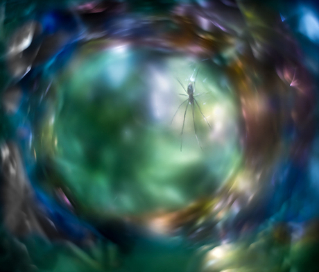 Spider in Wonderland