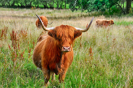 Highland Cow, The Highlands, Schotland