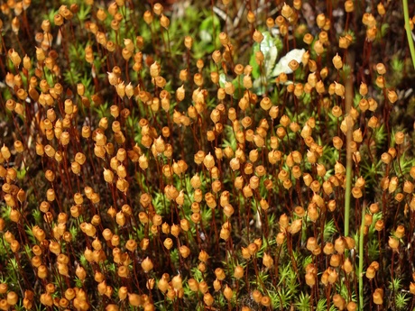 Ruig haarmos met sporenkapsel