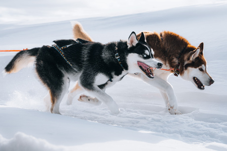 Husky Farm Finland