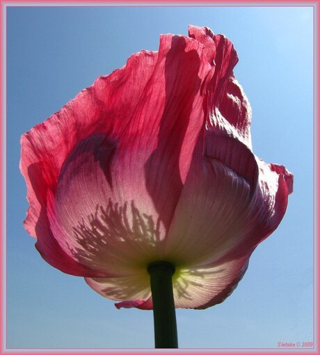 Roze Papaver