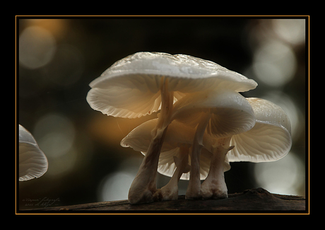 Paddestoelen Herfst