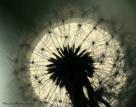 Paardenbloem