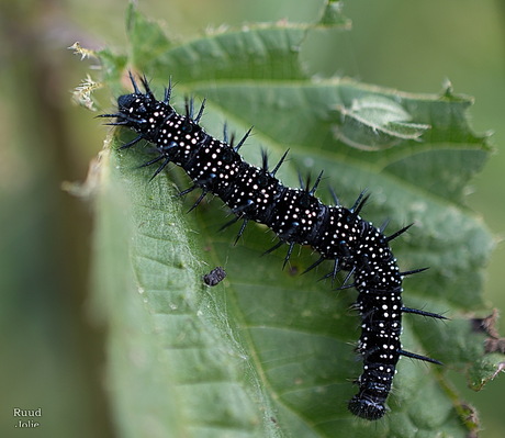 zwarte rups